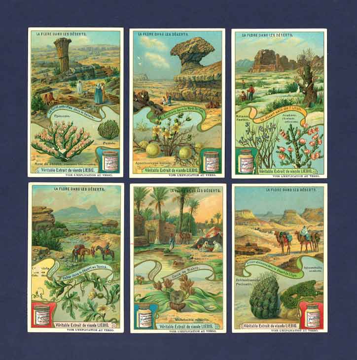 Liebig - Set Of X 6 - S  922 / F 921 - Deserts & Their Flora - 1908