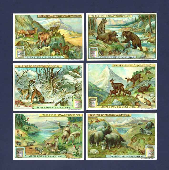 Liebig - Set Of X 6 - S  958 / F 957 - Mountain Animals - 1909