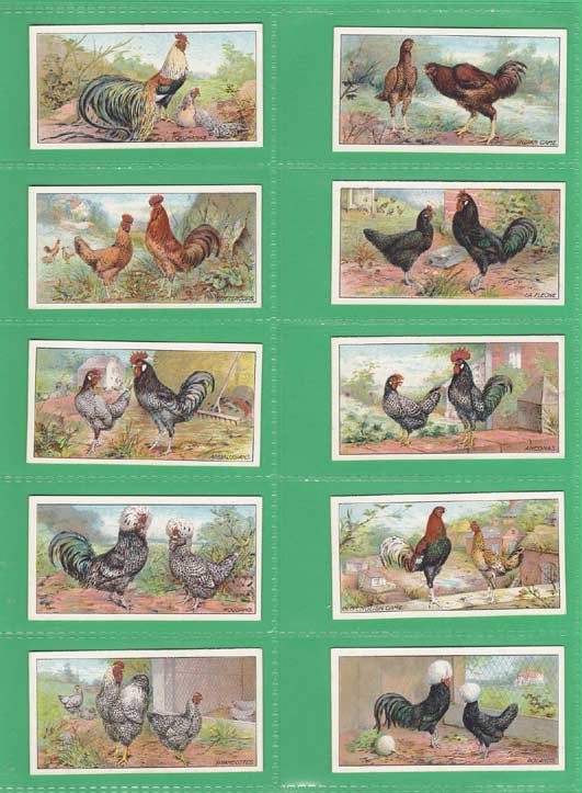 Ogdens Ltd. - Set Of 25 - Poultry (1-25) (no Ogdens On Front) - 1915