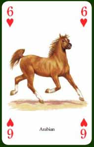 Horses /& Ponies Playing Cards by Heritage Playing Card