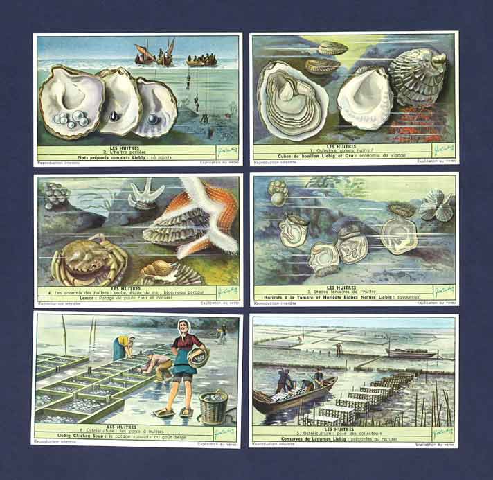 Liebig - Set Of X 6 - S 1596 / F 1588 - Oysters - 1954