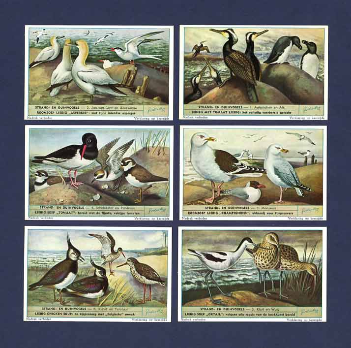 Liebig - Set Of X 6 - S 1610 / F 1592 - Birds Of The Beaches & Dunes - 1954