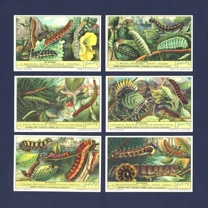 Liebig - Set Of X 6 - S 1639 / F 1637 - Caterpillars - 1956