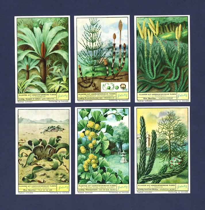 Liebig - Set Of X 6 - S 1693 / F 1694 - Prehistoric Plants Still Surviving  - 1958