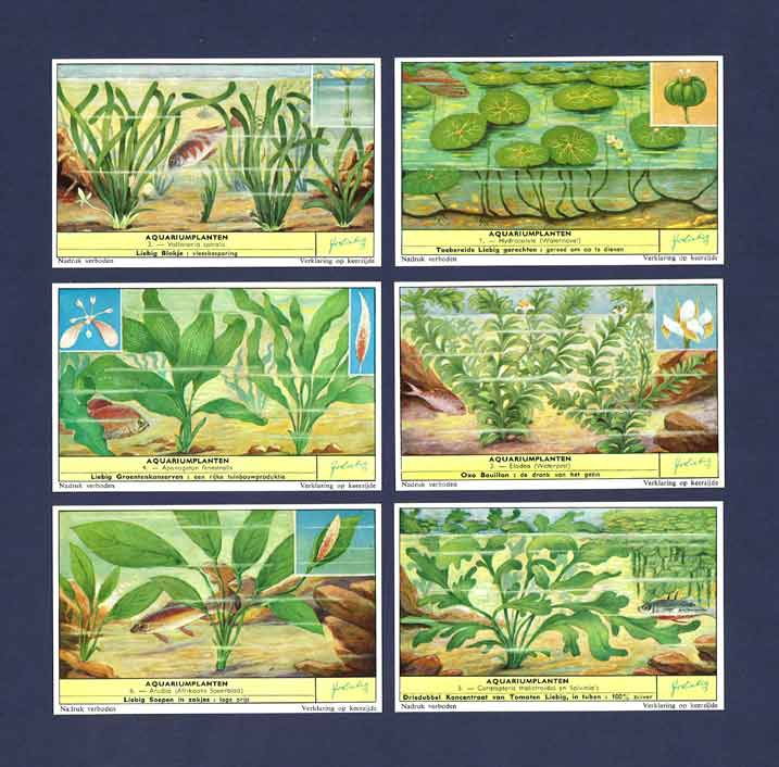 Set 6 Cards F1715 Aquarium Plants 1959 Liebig 