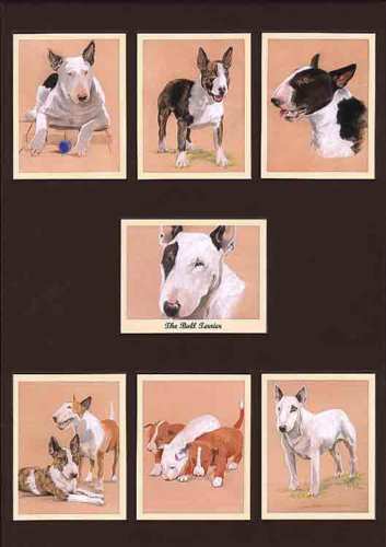Perikim Dogs - Set Of 7 The Bull Terrier Cards - 2005