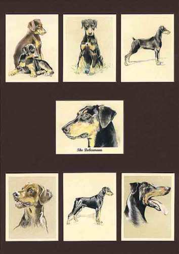 Perikim Dogs - Set Of 7 The Dobermann Cards - 2001