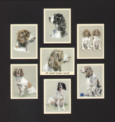 Perikim Dogs - Set Of 7 The English Springer Spaniel