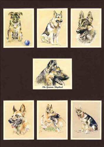Perikim Dogs - Set Of 7 The German Shepherd - 2001