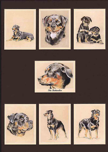 Perikim Dogs - Set Of 7 The Rottweiler Cards - 2005