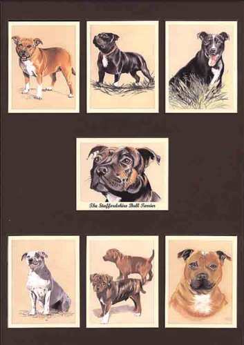 Perikim Dogs - Set Of 7 The Staffordshire Bull Terrier