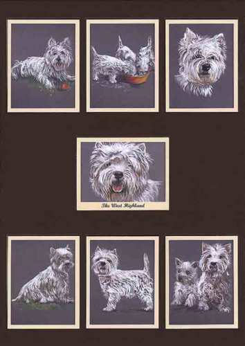 SET OF 7  THE ROUGH COLLIE CARDS 2005 PERIKIM DOGS 